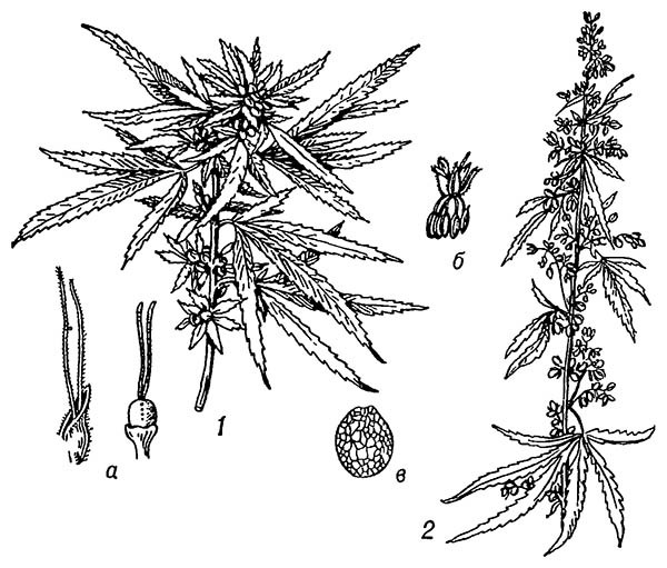 Конопля посевная: 1 — женское соцветие; 2 — мужское соцветие; а — пестичный цветок, б — тычиночный цветок; в — плод