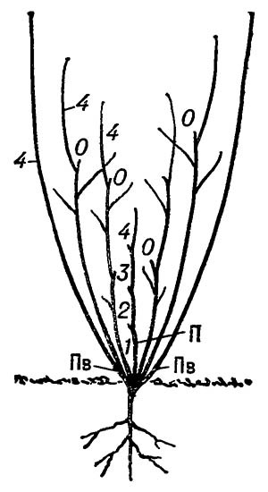 Схема образования кустарника