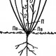 Кустарник (frutex)