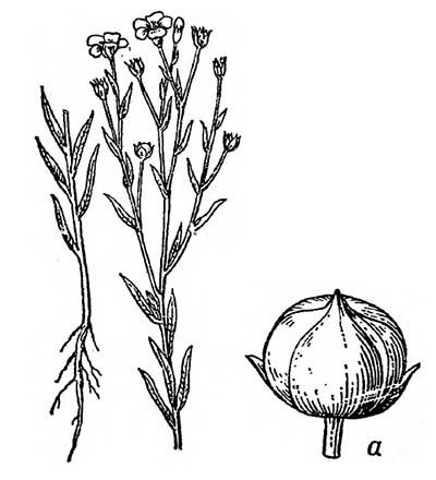 Лён культурный: а — плод