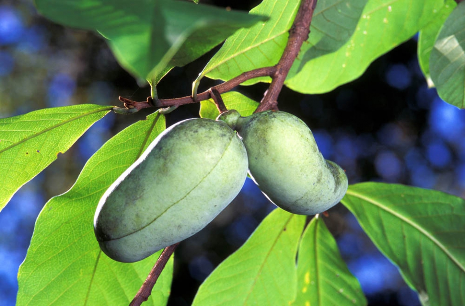 Азимина трёхлопастной (A. triloba)