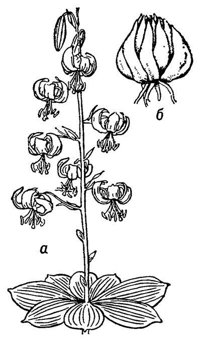 Лилия кудреватая, или саранка (Lilium martagon): а — соцветие; б — луковица