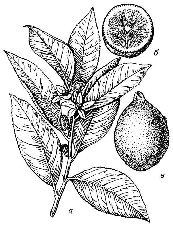 Лимон (сорт Новогрузинский): а — цветущая ветвь; б — плод в разрезе; в — целый плод