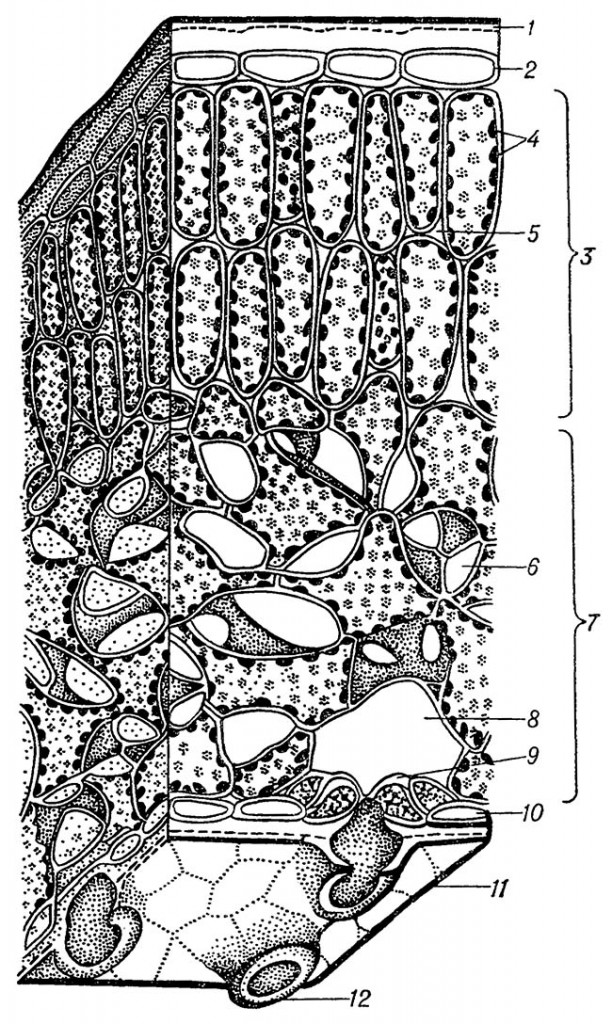 Схематическое изображение анатомического строения листа