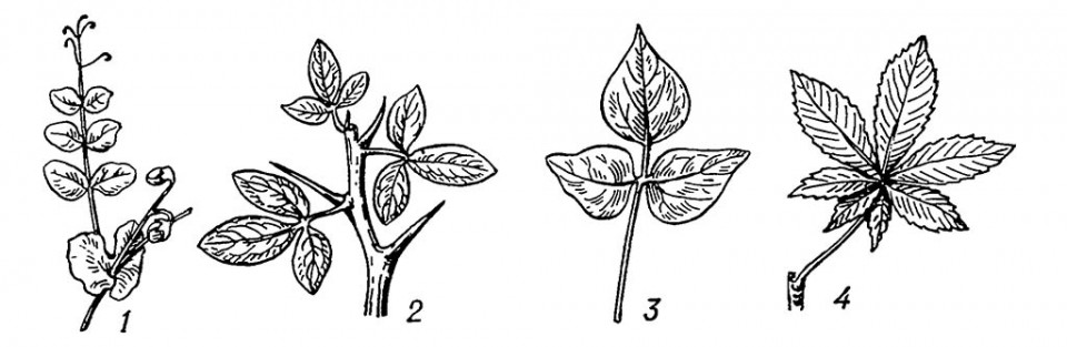 Сложные листья: 1 — перисто-сложный; 2, 3 — тройчатые; 4 — пальчато-сложный