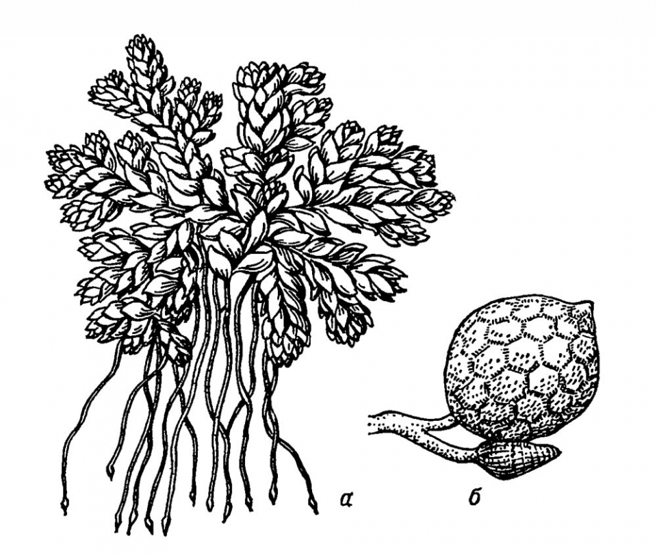 Азолла мелколистная (Azolla microhylla)