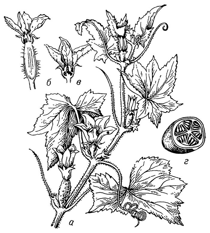 Огурец: а — репродуктивный побег; б — пестичный и в — тычиночный цветки; г — плод в разрезе