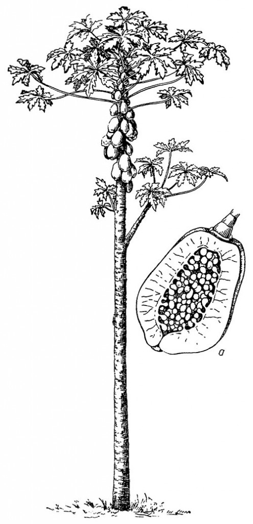 Папайя (общий вид дерева): а — продольный разрез плода