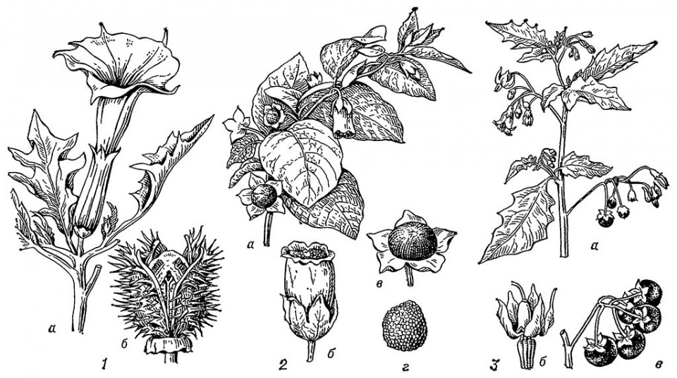 Паслёновые (Solanaceae)