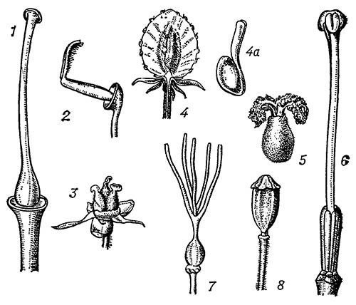 Различные формы пестиков