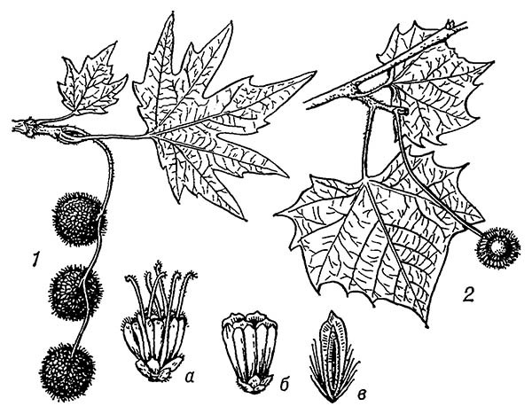 Платан (Platanus)