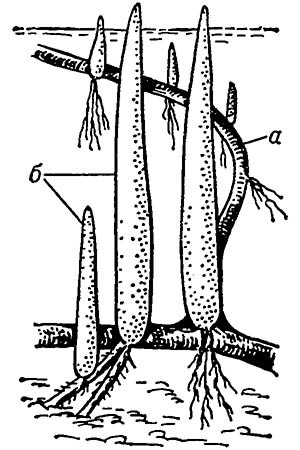 Пневматофоры жюссиеи корневой: а — стебель; б — пневматофоры
