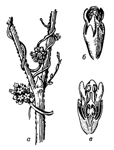 Повилика: а — цветущее растение на хмеле; б — цветок; в — он же в продольном разрезе