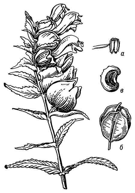 Погремок большой (Rhinanthus major): а — тычинки; б — плод: в — семя