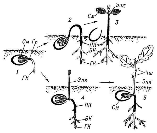 Схема прорастания семени двудольных