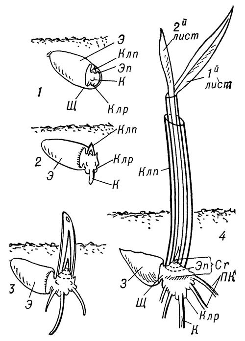 Схема прорастания семени злаков