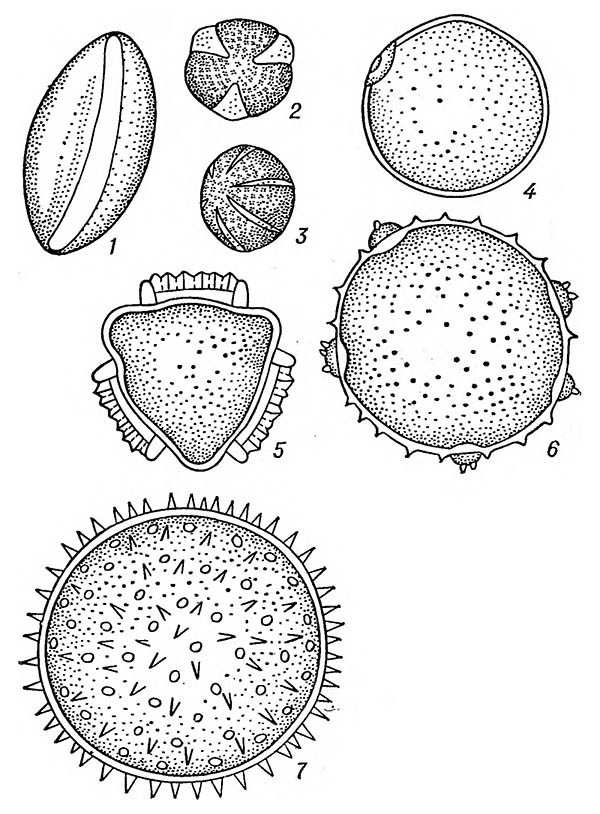 Формы пыльцевых зёрен