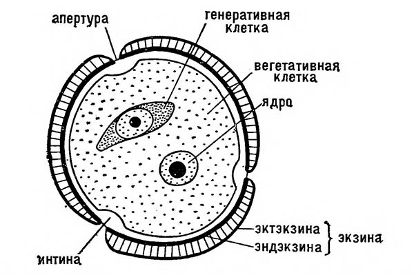 Строение пыльцевого зерна (схема)