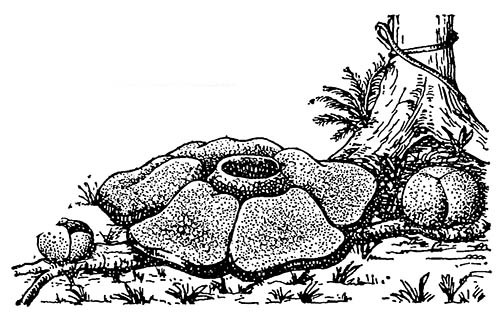 Раффлезия (Rafflesia)