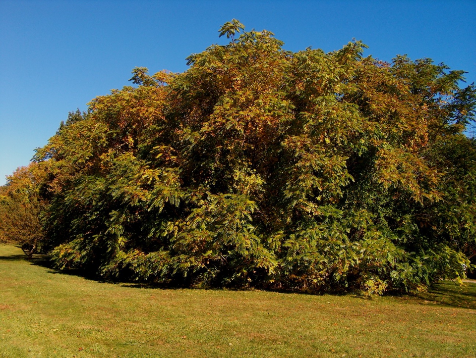 Айлант высочайший, или китайский ясень (Ailanthus altissima)