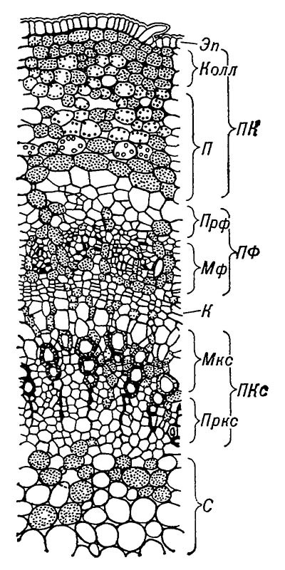 Часть поперечного среза молодого стебля сливы первичного строения