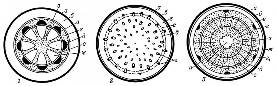 Анатомическое строение стебля