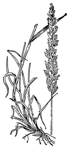 Тонконог сизый (Koeleria glauca)