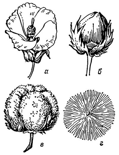 Хлопчатник, хлопок (Gossypium)