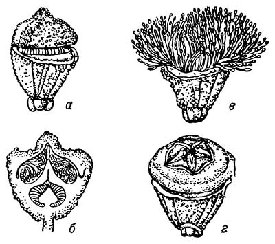 Эвкалипт Eucalyptus sideroxylon