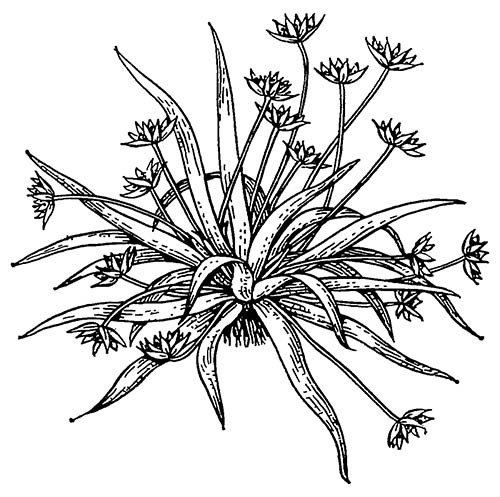 Эриокаулон сухоцветный (Eriocaulon xeranthemoides)