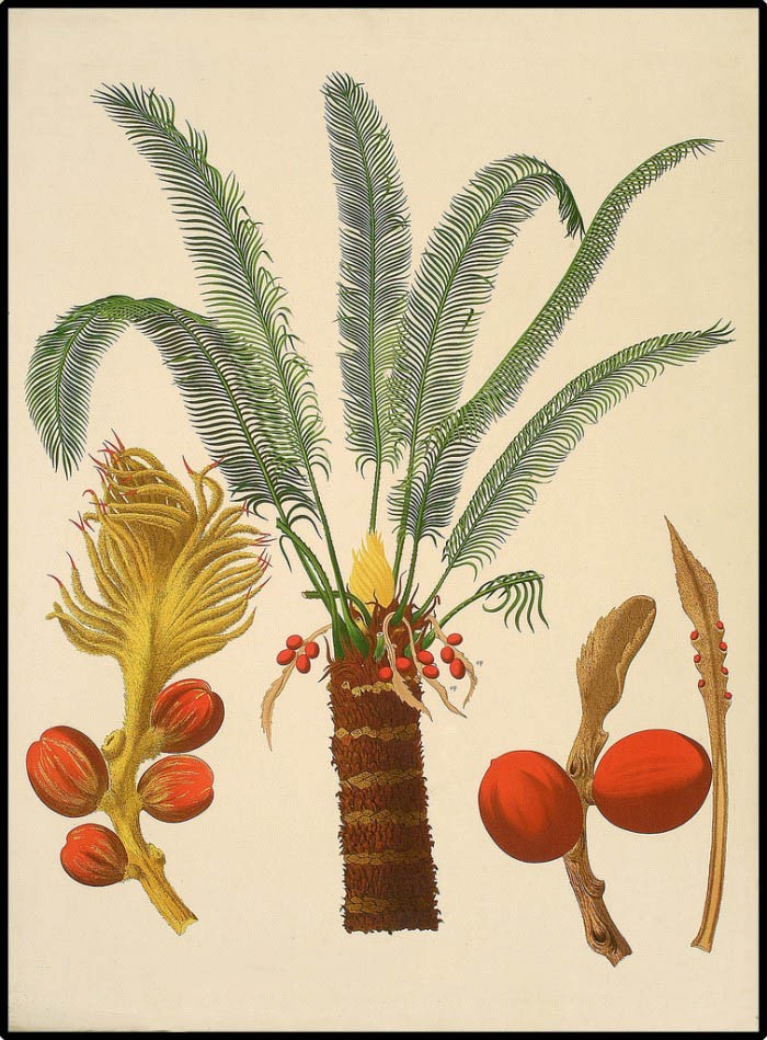 Саговник поникающий (Cycas revoluta)