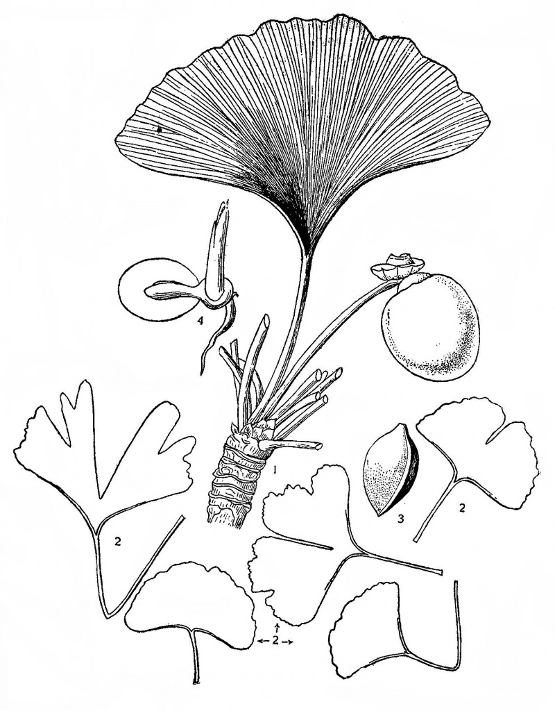 Ginkgo biloba. 1 — побег с листом и семенем, 2 — листья, 3 — семя без наружного покрова. 4 — проросток