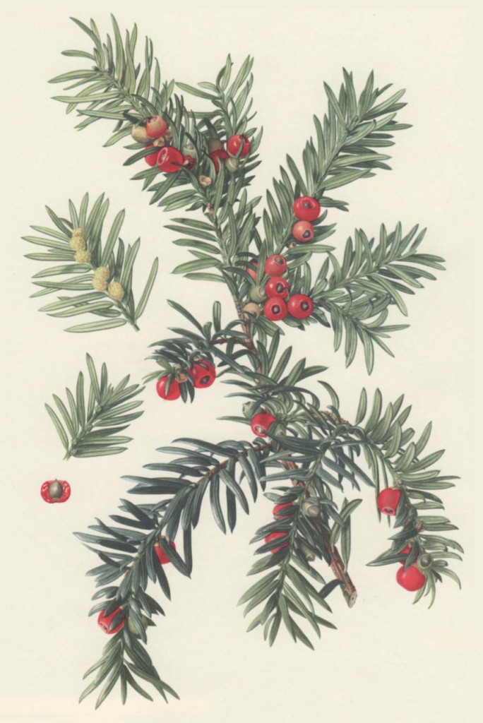 Тис ягодный (Taxus baccata)