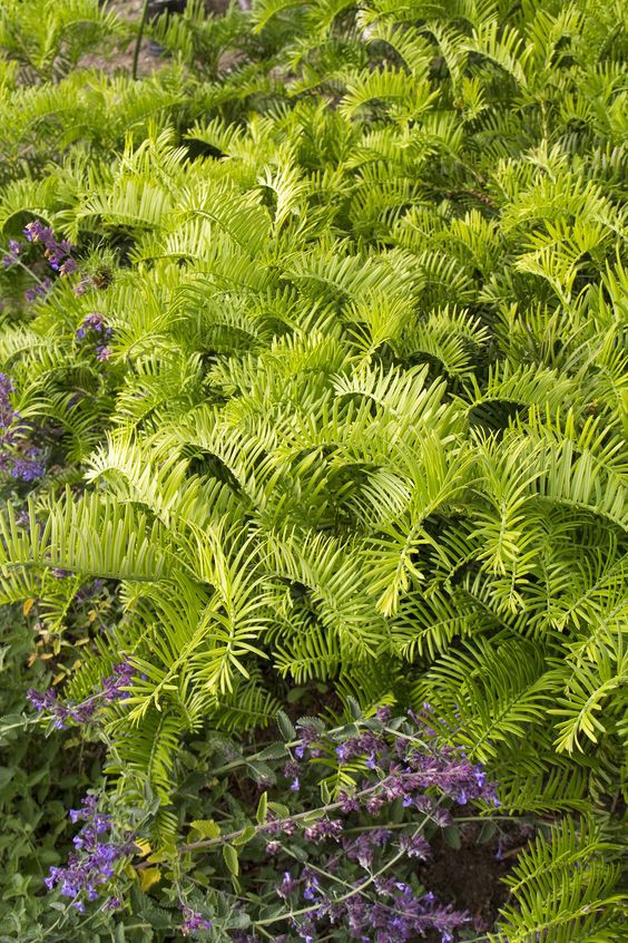 Tис остроконечный или дальневосточный (Taxus cuspidata)