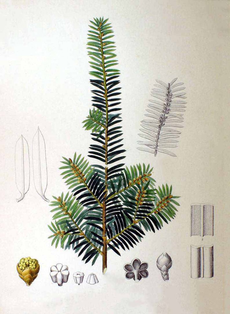 Tис остроконечный или дальневосточный (Taxus cuspidata)