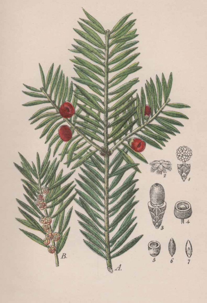 Тис китайский (Taxus chinensis)