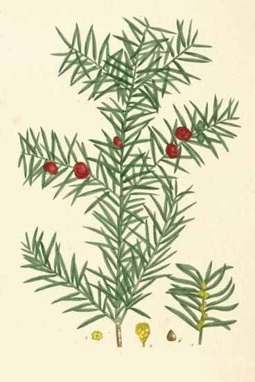 Тис коротколистный или тихоокеанский (Taxus brevifolia)