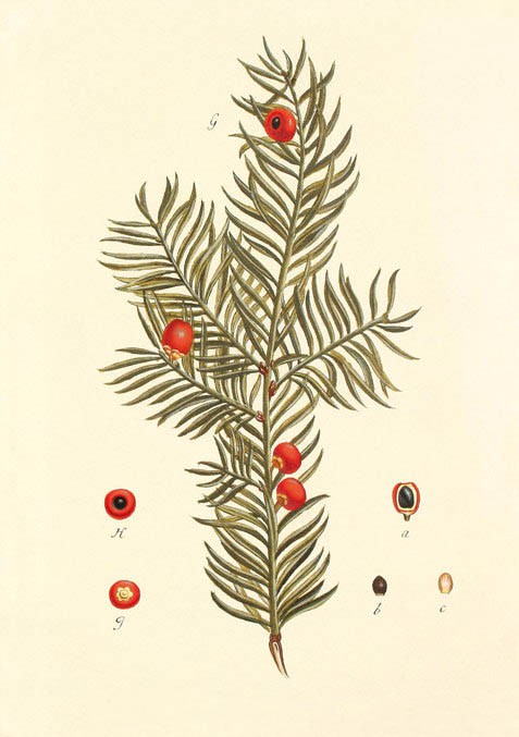 Тис канадский (Taxus canadensis)