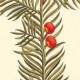 Тис канадский (Taxus canadensis)