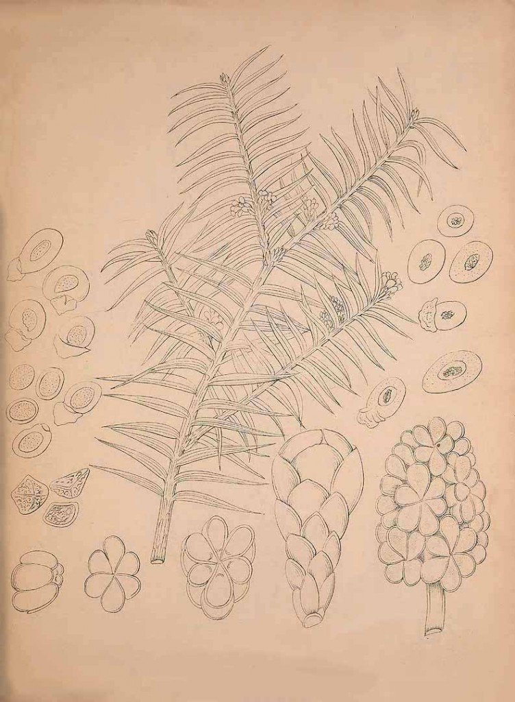 Тис Валлиха (Taxus wallichiana)