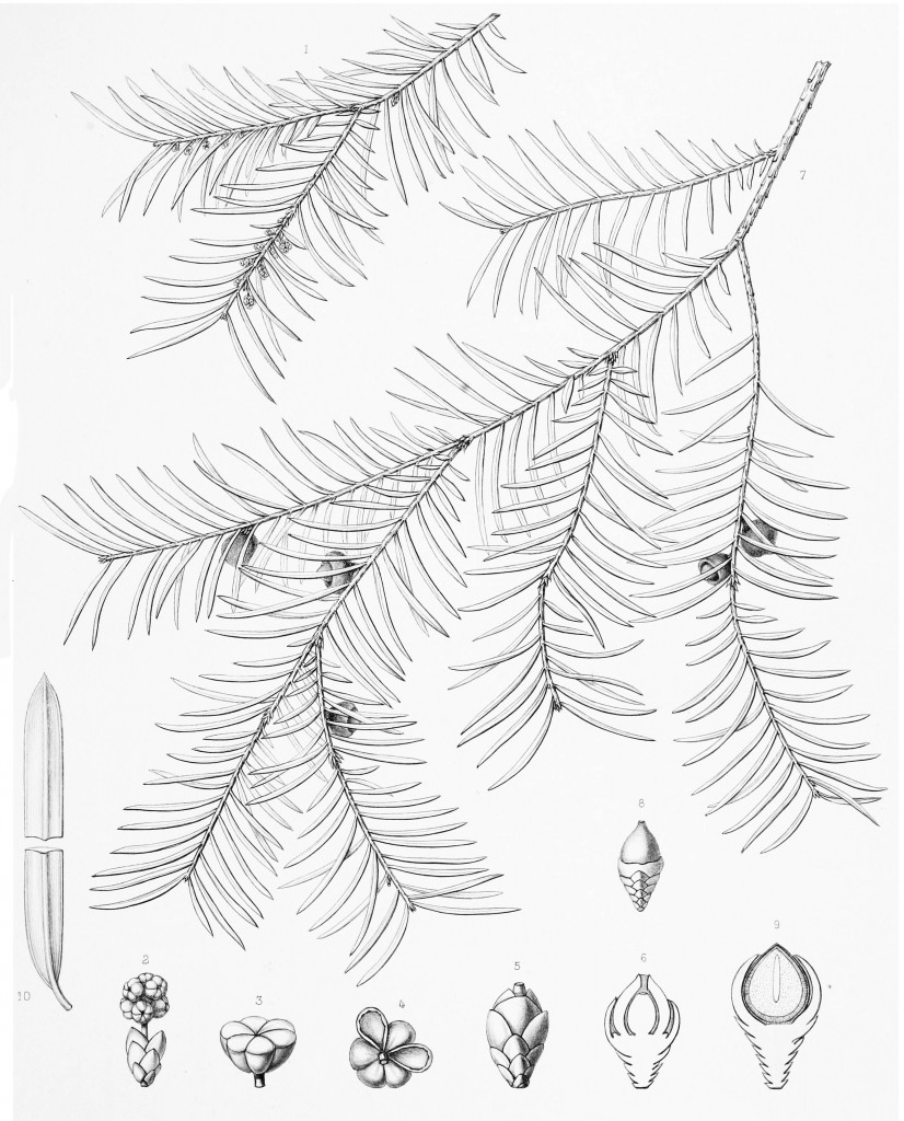 Тис флоридский (Taxus floridana)