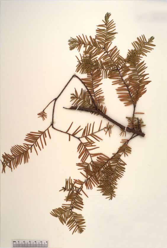 Тис флоридский (Taxus floridana)