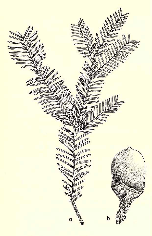 Тис шаровидный или мексиканский (Taxus globosa)