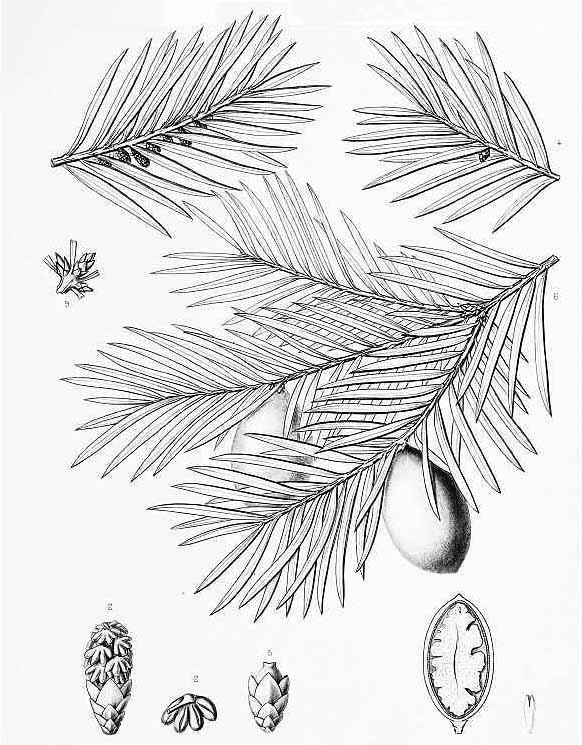 Торрейя калифорнийская (Torreya californica)