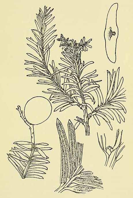 Ногоплодник андийский (Podocarpus Andinus)