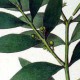 Ногоплодник Наги (Podocarpus Nageia)