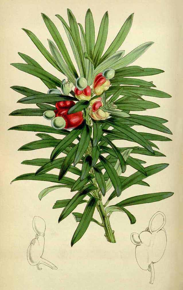 Ногоплодник олеандровый (Podocarpus neriifolius)