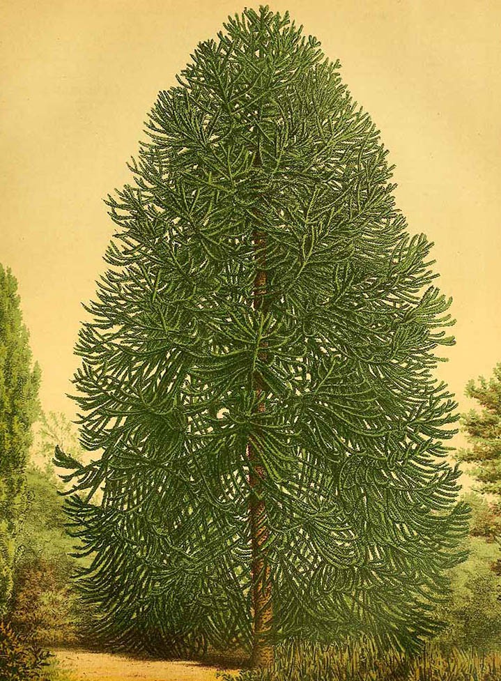 Араукария чилийская (Araucaria araucana)