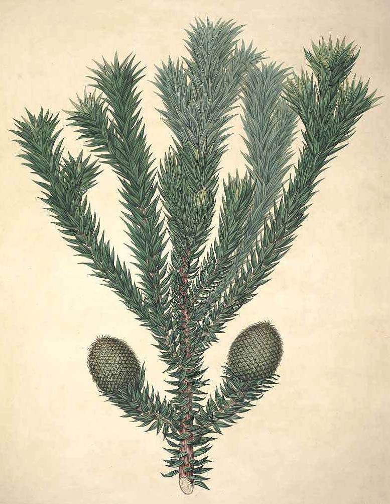 Араукария бразильская (Araucaria brasiliana)