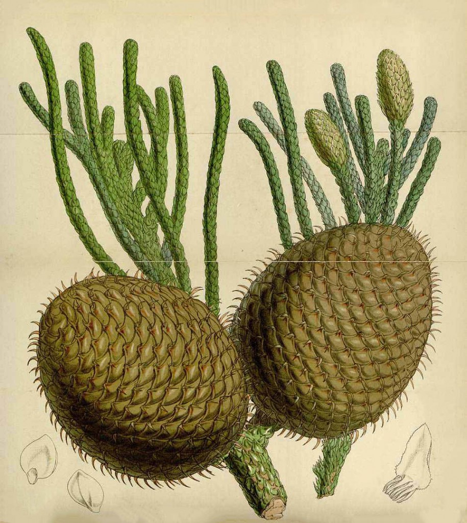 Араукария высокая (Araucaria excelsa)